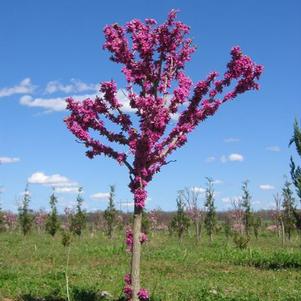 Cercis chinensis 'Don Egolf' 