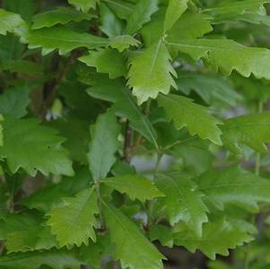 Quercus x warei 'Long' 