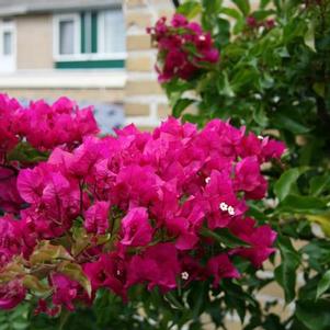 Bougainvillea 'Vera Deep Purple' 