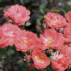 Rosa 'Meidrifora' 