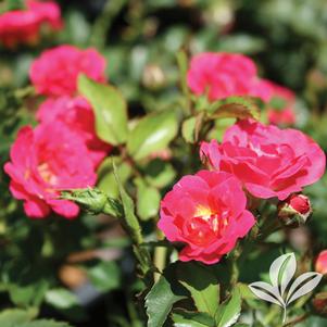 Rosa 'Meigalpio' 