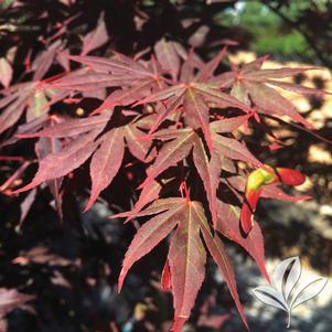 Acer palmatum 'JN4' 