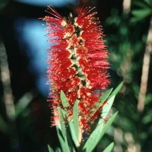 Callistemon citrinus 