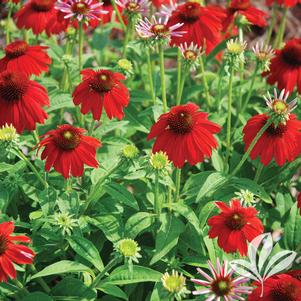 Echinacea 'Balsomsed' 