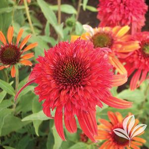 Echinacea purpurea 'Balscoberr' 