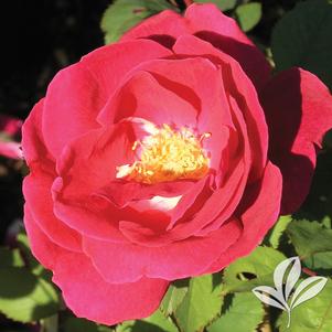 Rosa 'Winnipeg Parks' 