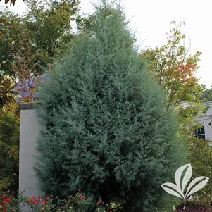 Cupressus arizonica var. glabra 'Carolina Sapphire 