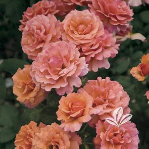 Rosa 'HARpageant' 