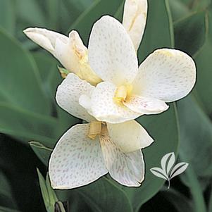 Canna x generalis 'Tropical White' 