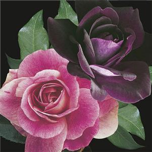 Rosa 'PRObril' 'PROse' 