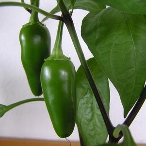 Capsicum annuum 'Jalapeno' 