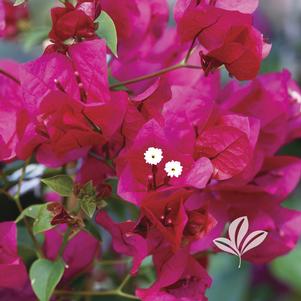 Bougainvillea 'Barbara Karst' 