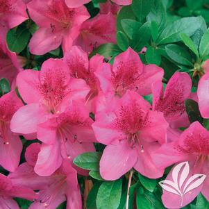 Rhododendron satsuki 'Osakazuki' 