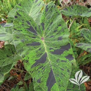 Colocasia esculenta 'Mojito' 