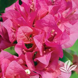 Bougainvillea 'Juanita Hatten' 