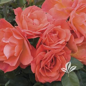 Rosa 'HARwelcome' 