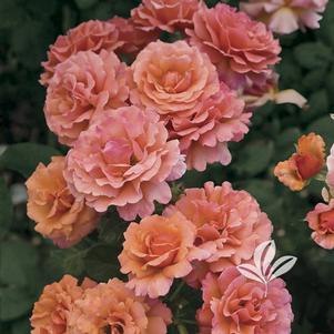 Rosa 'HARpageant' 
