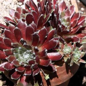 Sempervivum tectorum 'Jade Rose' 