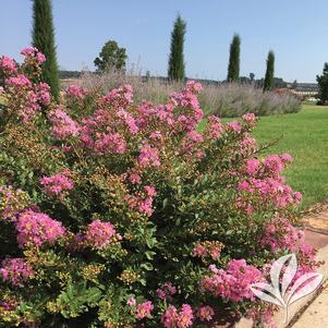 Lagerstroemia x 'GA 0804' 