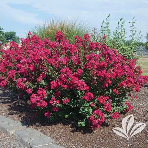 Lagerstroemia x 'GA 0803' 