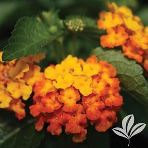 Lantana camara 'Orange Sunrise' 