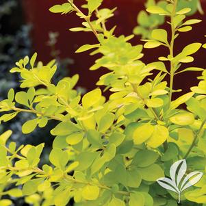 Berberis thunbergii 'Aurea' 