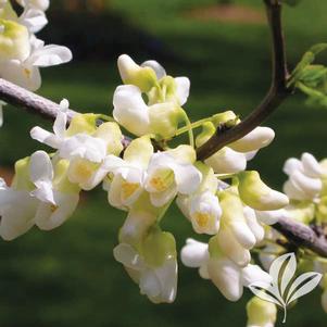 Cercis canadensis f. alba 'Royal White' 