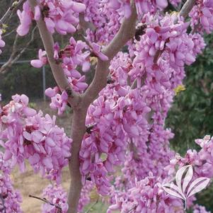 Cercis chinensis 'Bubble Gum' 