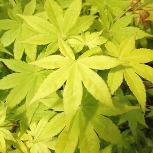 Acer palmatum 'Summer Gold' 