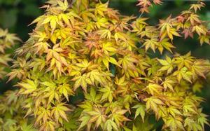 Acer palmatum 'Akane' 