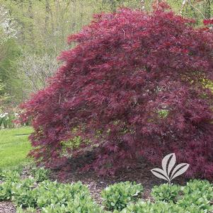 Acer palmatum dissectum 'Red Dragon' 