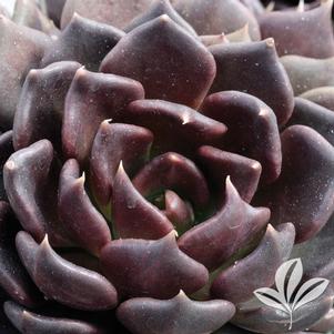 Echeveria 'Black Prince' 