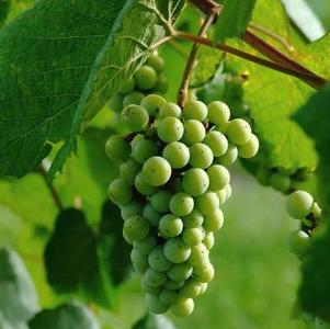 Vitis labrusca 'Blanc du Bois' 