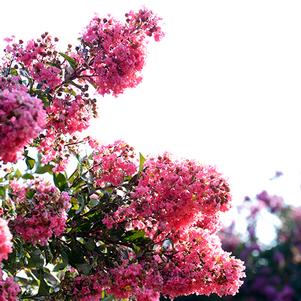 Lagerstroemia 'Coral Magic' 