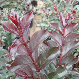 Lagerstroemia 'Plum Magic' 