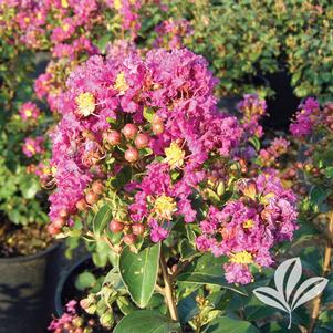 Lagerstroemia 'Purple Magic' 