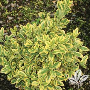 Euonymus japonicus 'Chollipo' 