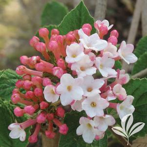 Viburnum carlesii 'J.N. Select S' 