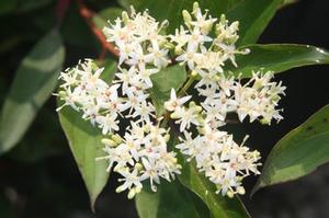 Cornus racemosa 'J.N. Red Stem' 