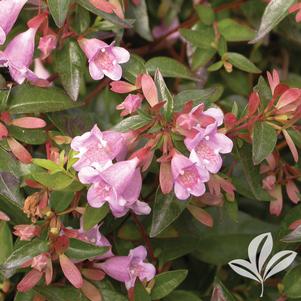 Abelia x 'Edward Goucher' 