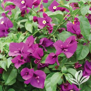 Bougainvillea 'Royal Purple' 