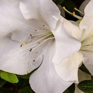 Rhododendron x 'Roblev' 