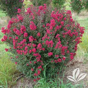 Lagerstroemia indica 'Whit IX' 