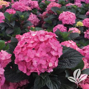 Hydrangea macrophylla x serrata 'After Midnight' 