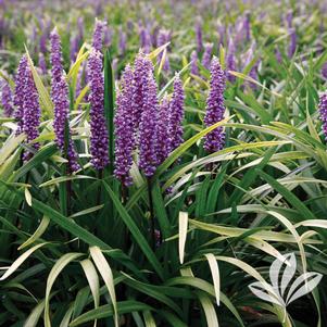 Liriope muscari 'EXC 051' 