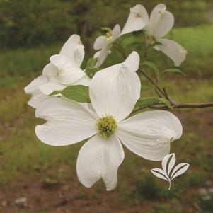 Cornus florida 'Cherokee Princess' 