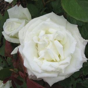 Rosa 'JACsegra' 