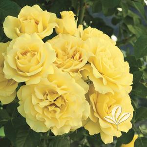 Rosa 'WEKjunjuc' 