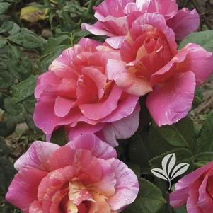 Rosa 'DARcanard' 