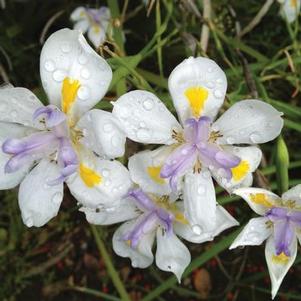 Dietes iridioides 'Variegata' 